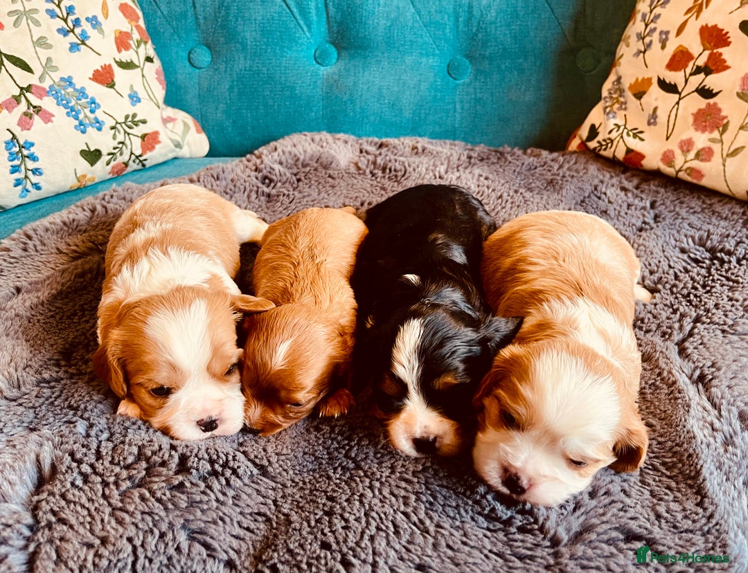 Cavalier King Charles Spaniel dogs for sale: Stunning KC Cavalier King Charles Spaniel Puppies. - Image 9