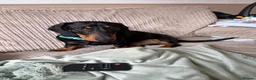 Dachshund dogs for sale: Dachshund puppy in Milton Keynes - Advert 3
