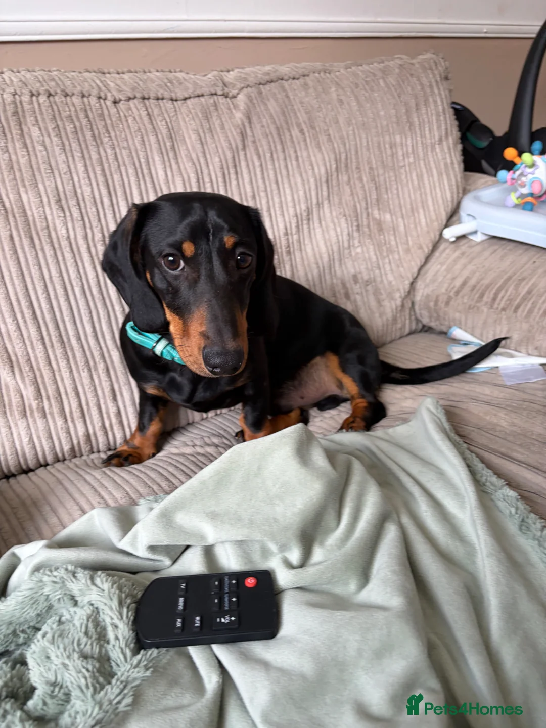Dachshund dogs for sale: Dachshund puppy in Milton Keynes - Advert 3