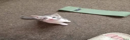 Turkish Angora cats for sale: Whithe Turkish Angora - Advert 23