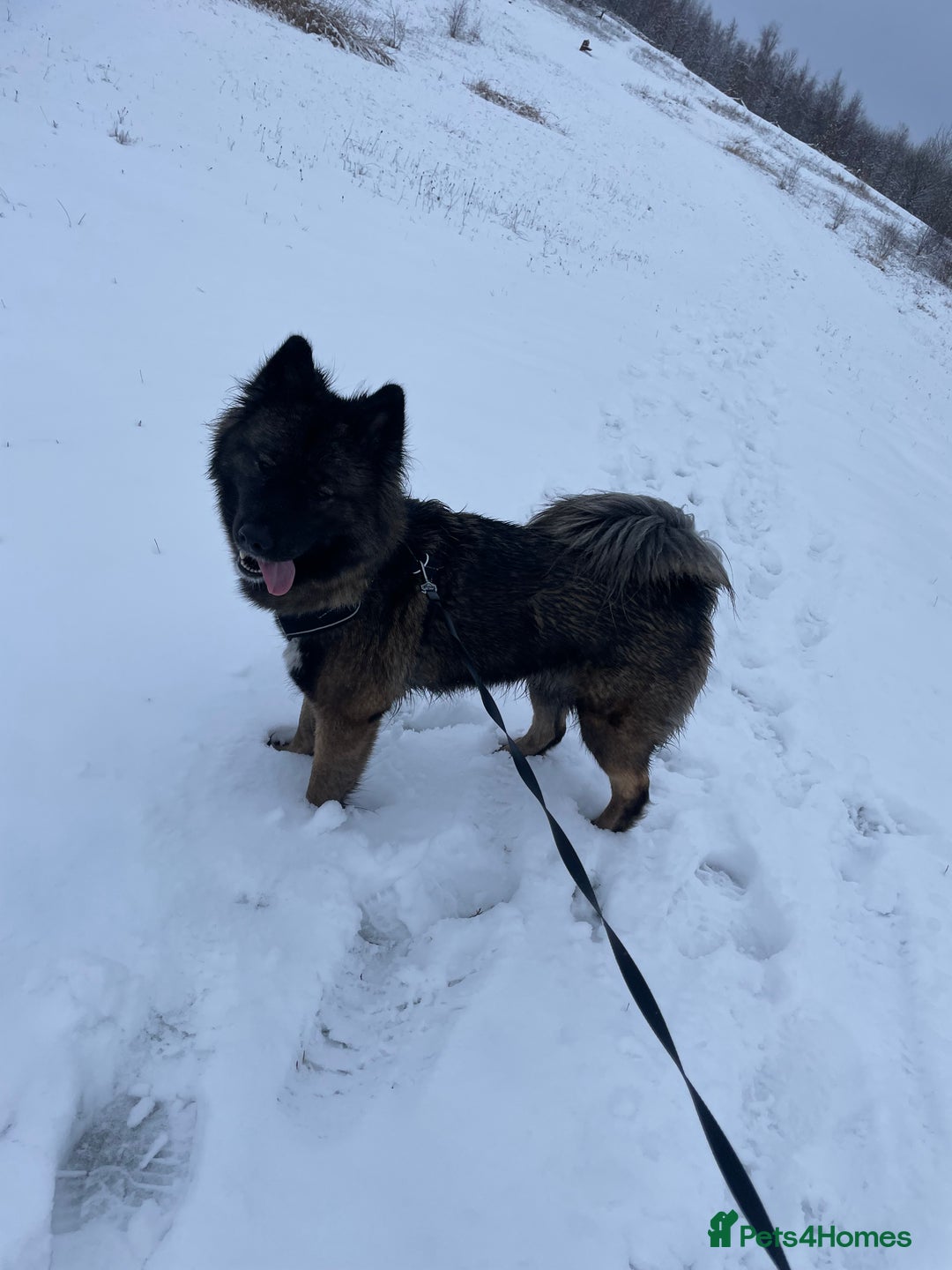 Mixed Breed dogs for sale: Female Akita for sale! - Image 6