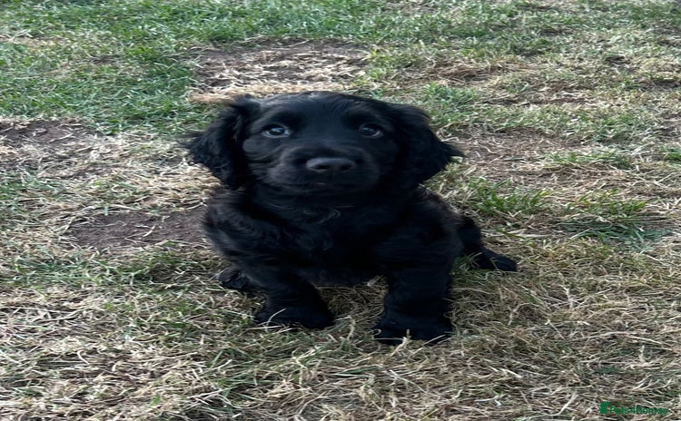 Cocker Spaniel dogs - Advert 6