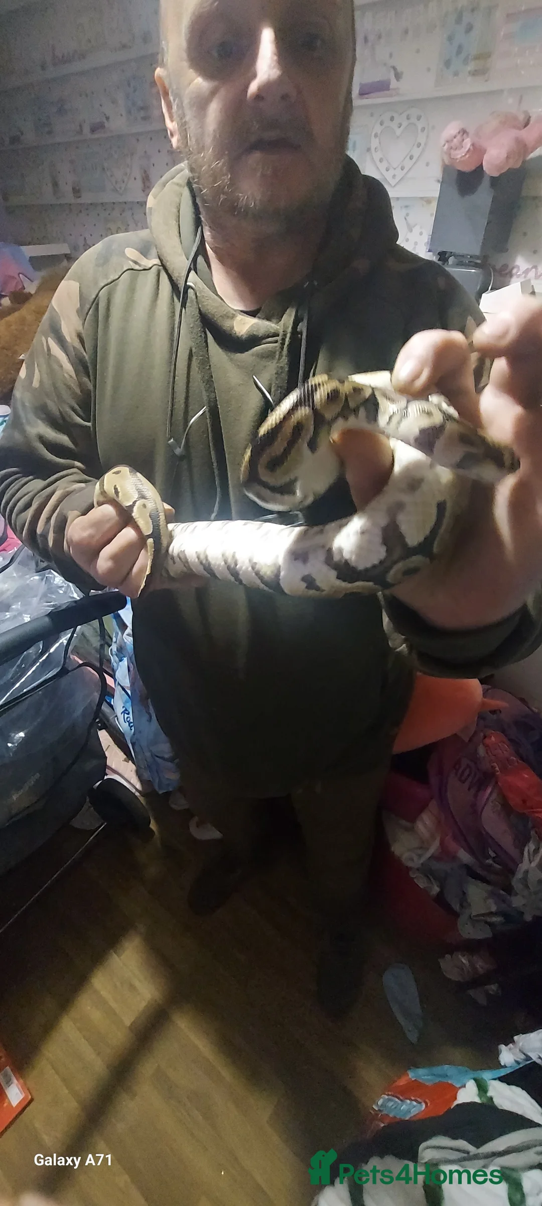 Python Snake reptiles for sale: Snake starter set up full - Advert 6