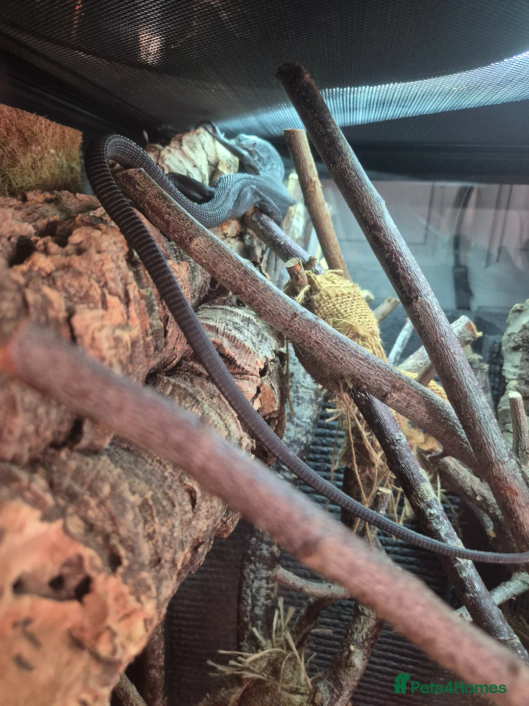 Monitor reptiles for sale: Black Tree Monitor  in Guildford - Advert 4