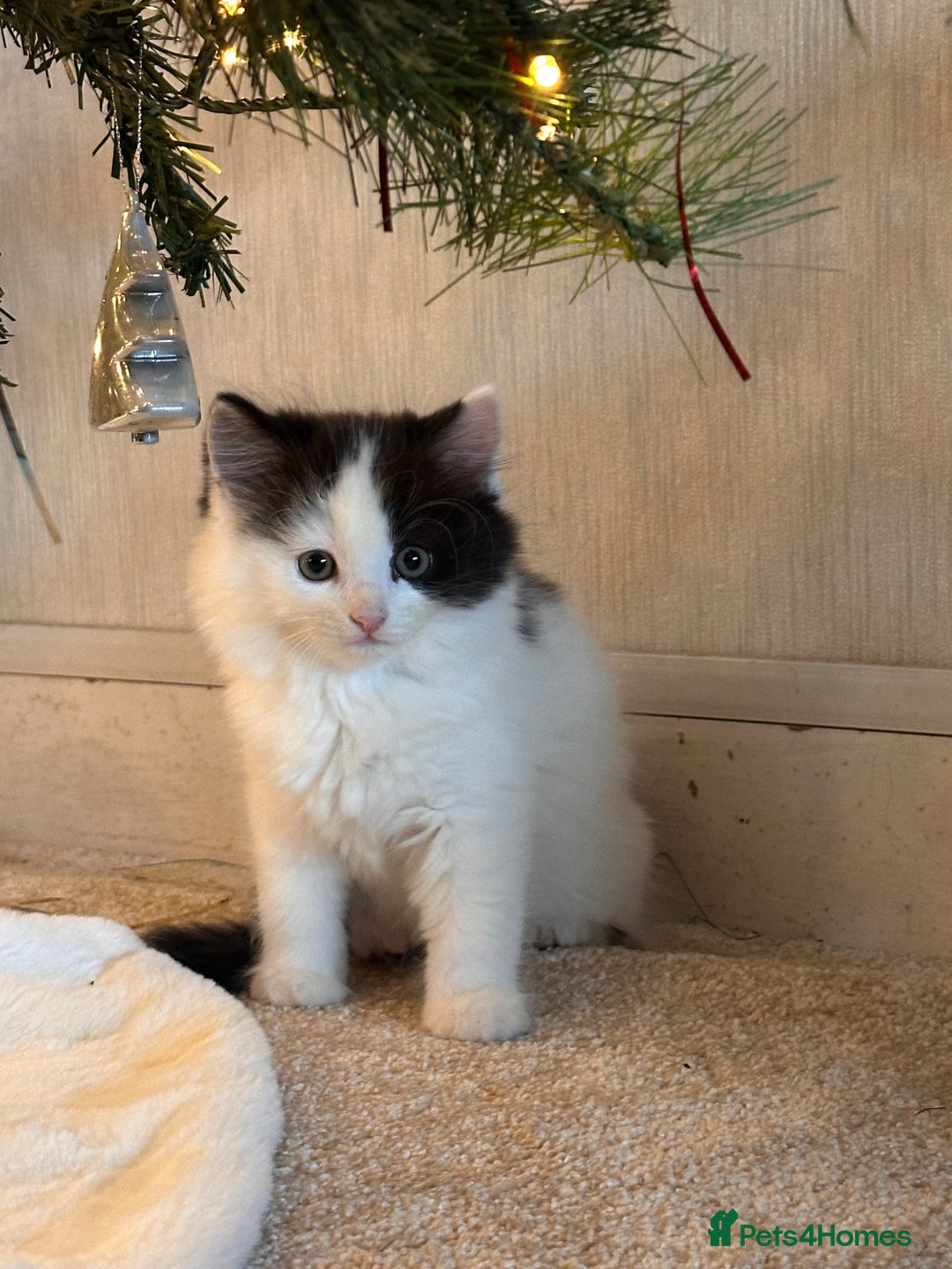 Mixed Breed cats for sale: 2 girls and 1 boy is available for re homing  - Advert 7