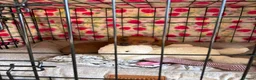 Mixed Breed dogs for sale: Rosie - Advert 6