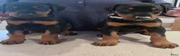 Dobermann dogs for sale: Naturally Bred Dobermann Puppies for Sale in Liverpool - Advert 13