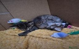 Mixed Breed cats for sale: kittens - Image 14