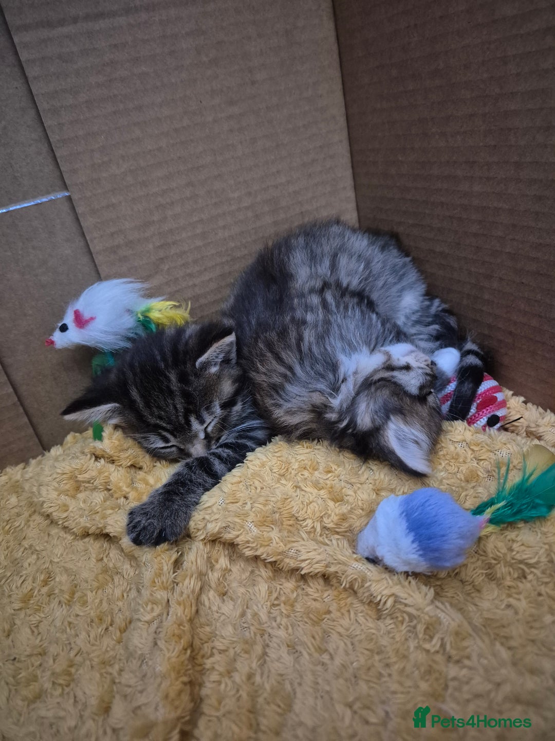 Mixed Breed cats for sale: kittens - Image 14