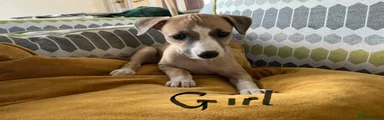 Whippet Puppy 6