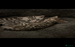 Bengal cats for sale: One Bengal male Remaining - Advert 2