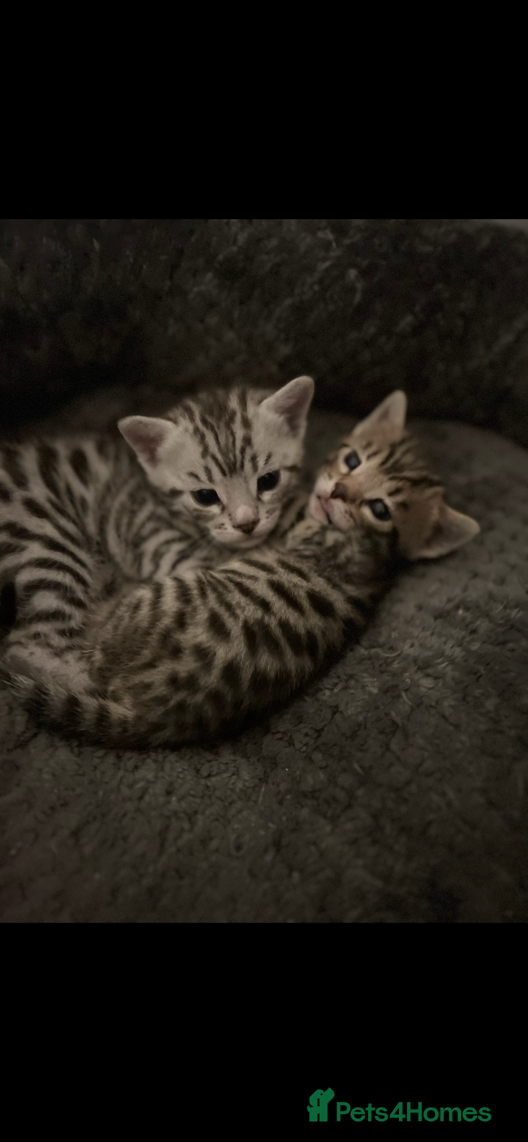 Bengal cats for sale: One Bengal male Remaining - Advert 2