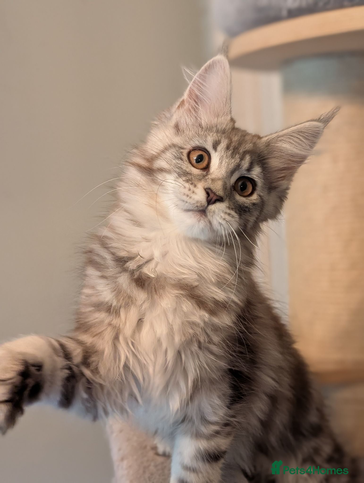 Maine Coon cats Ready now. Tica Registered Maine coon Kittens  - Advert 1