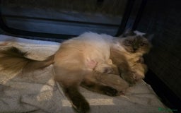 Ragdoll cats for sale: Beautiful Seal Point Ragdoll Male - Image 6