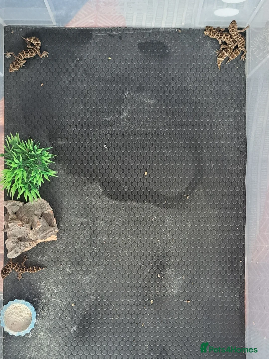Gecko reptiles for sale: Viper geckos x4 - Advert 4