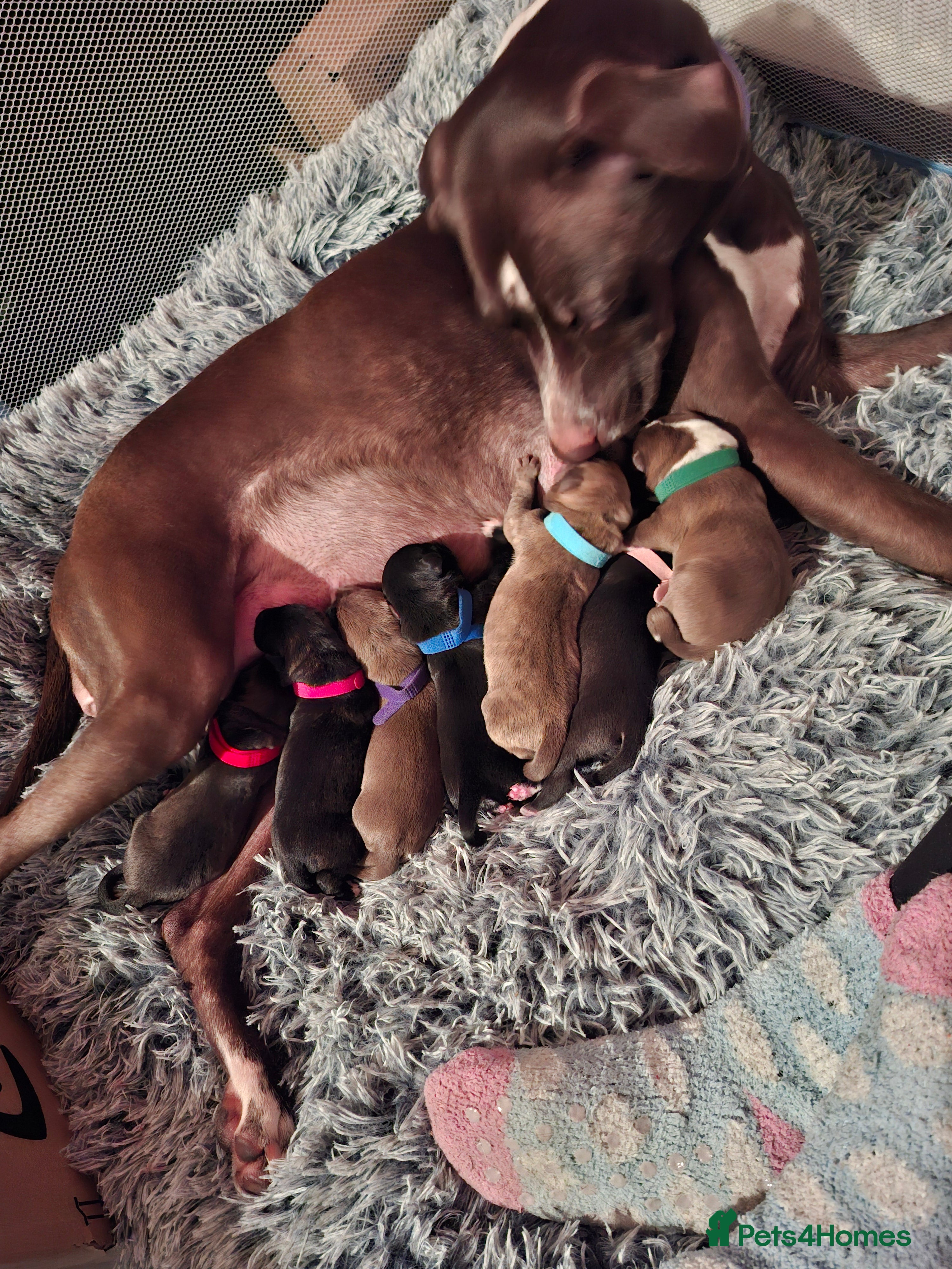 Mixed Breed dogs Gorgeous mixed breed puppies  - Advert 8