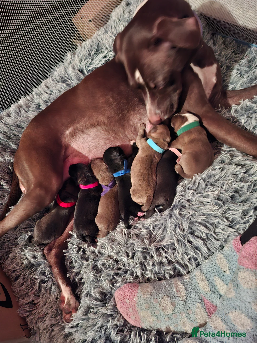 Mixed Breed dogs for sale: Gorgeous mixed breed puppies  - Advert 1