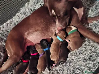 Mixed Breed dogs Gorgeous mixed breed puppies - Advert 6