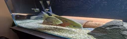 Other/Mixed Breed fish for sale:  PLEASE READ DESCRIPTION Various fish for sale - Advert 6