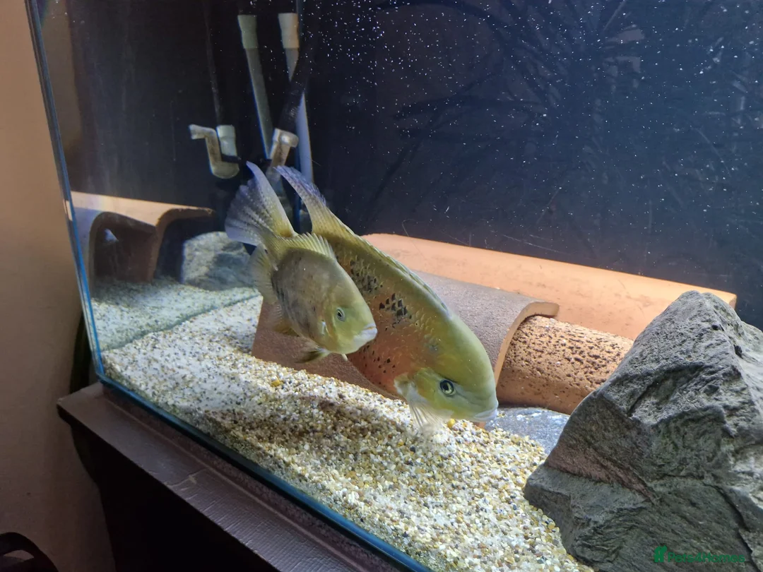 Other/Mixed Breed fish for sale:  PLEASE READ DESCRIPTION Various fish for sale - Advert 6