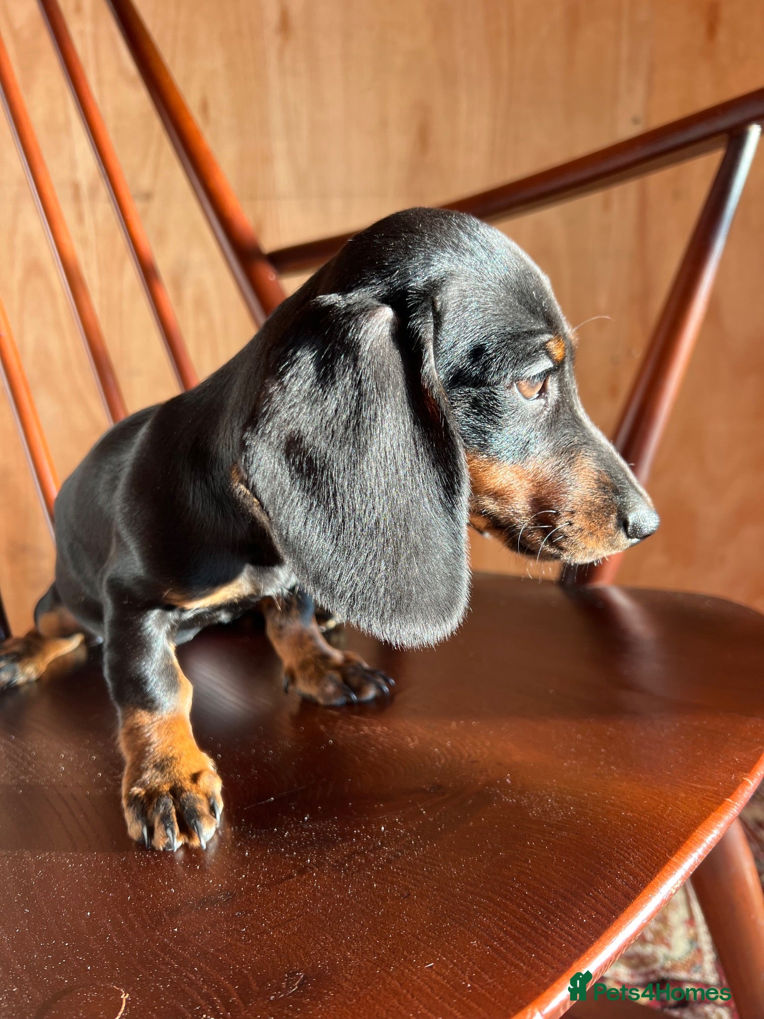 Dachshund dogs MINIATURE DACHSHUND PUPPIES  - Advert 4