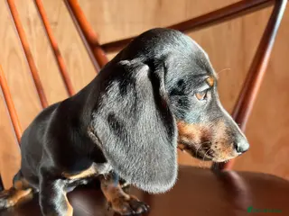 Dachshund dogs MINIATURE DACHSHUND PUPPIES - Advert 4