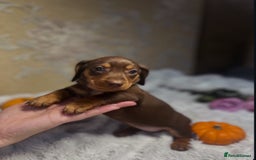Dachshund dogs for sale: Dachshund Miniature  - Image 5