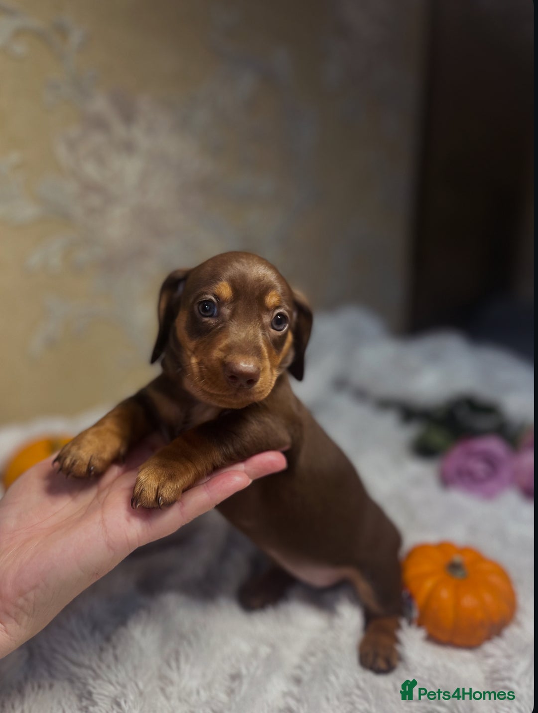 Dachshund dogs for sale: Dachshund Miniature  - Image 5