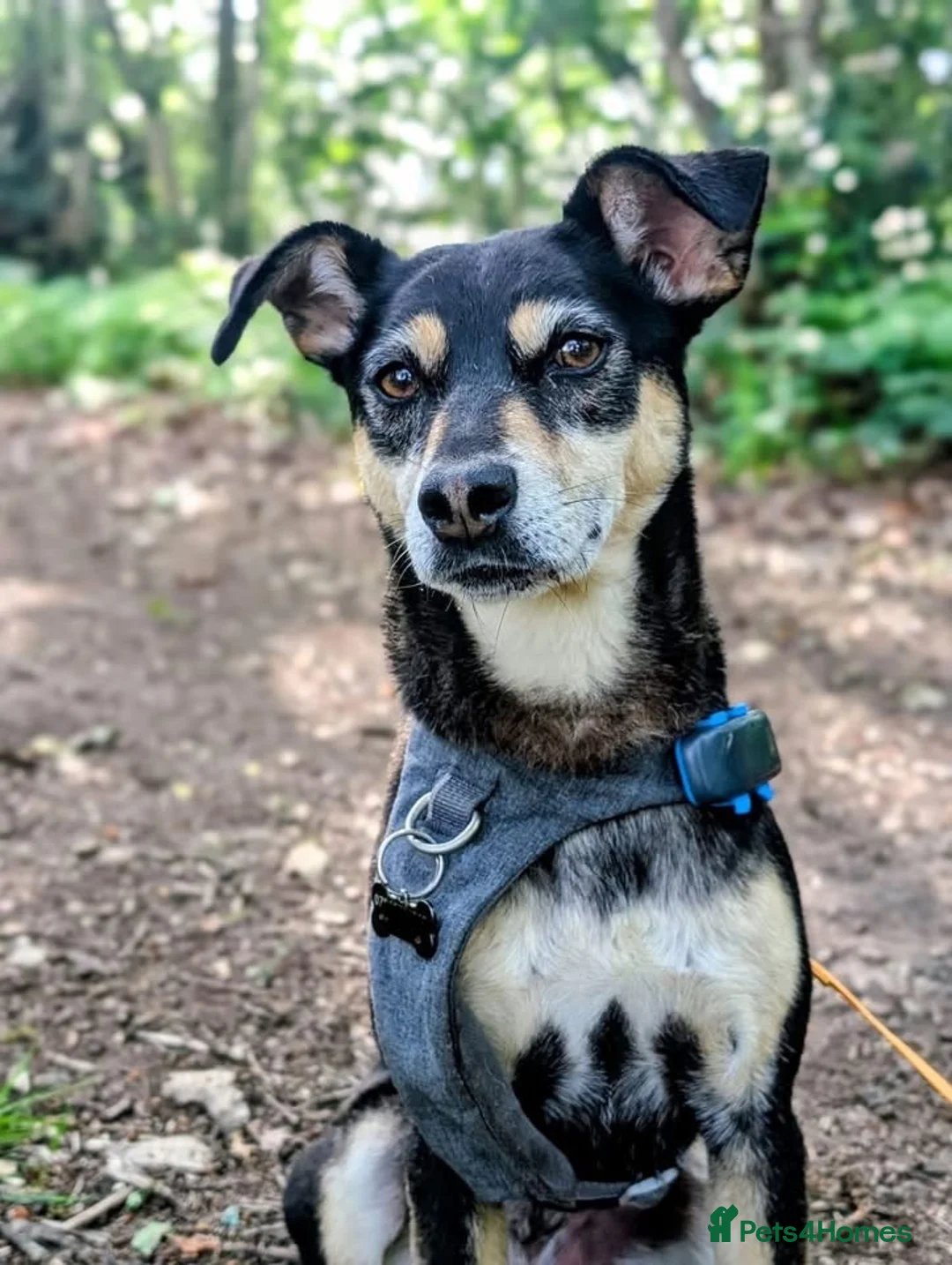 Mixed Breed dogs for adoption: INDY - FOR ADOPTION - ROMSEY  in Romsey - Advert 1