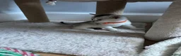 Abyssinian cats for sale: Silver Abyssinian kittens  - Advert 6