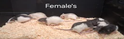 Rat rodents for sale: Baby Dumbo Rat's  - Advert 8