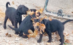 Patterdale Terrier dogs for sale: Well socialised Patterdales For Sale,ready now. - Image 30