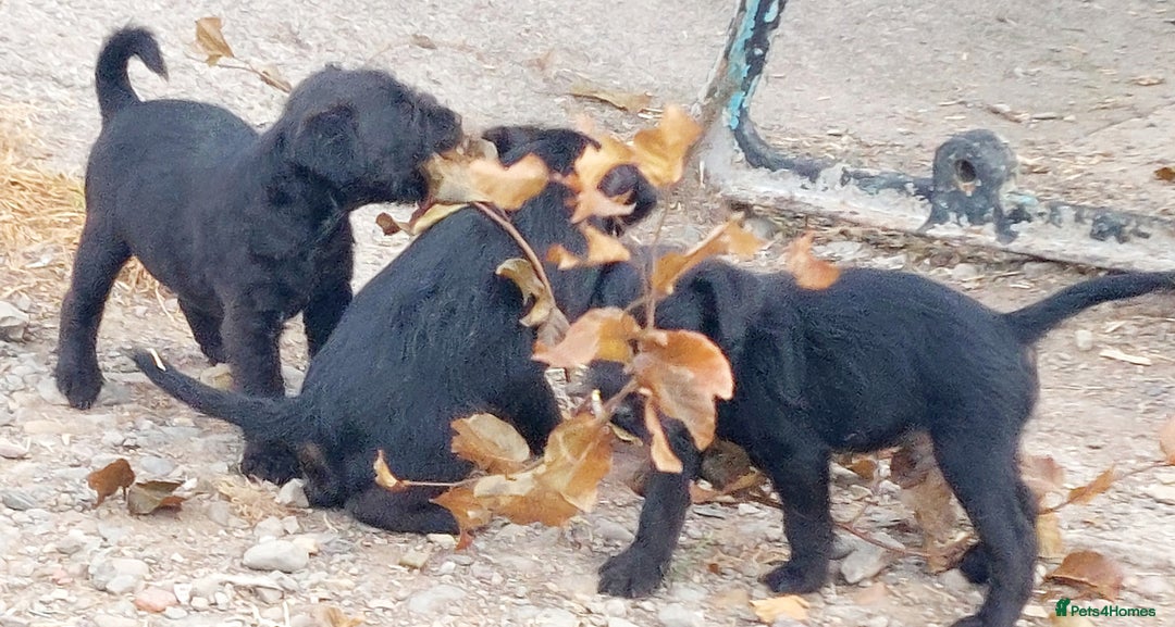 Patterdale Terrier dogs for sale: Well socialised Patterdales For Sale,ready now. - Image 30