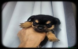 French Bulldog dogs for sale: Beautiful French Bulldogs  - Image 7