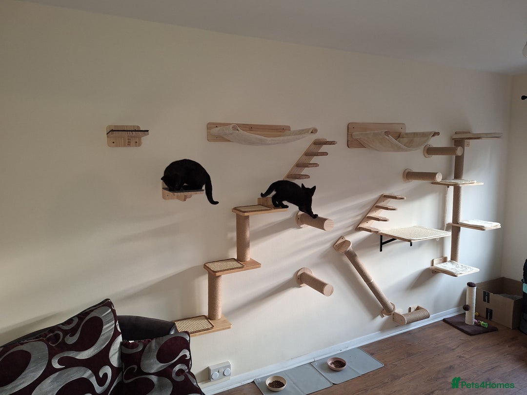 Domestic Shorthair cats for sale: Ronnie & Reggie - Advert 5