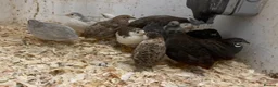Finches birds for sale: Zebra finch, Chinese painted quail and star finch - Advert 7
