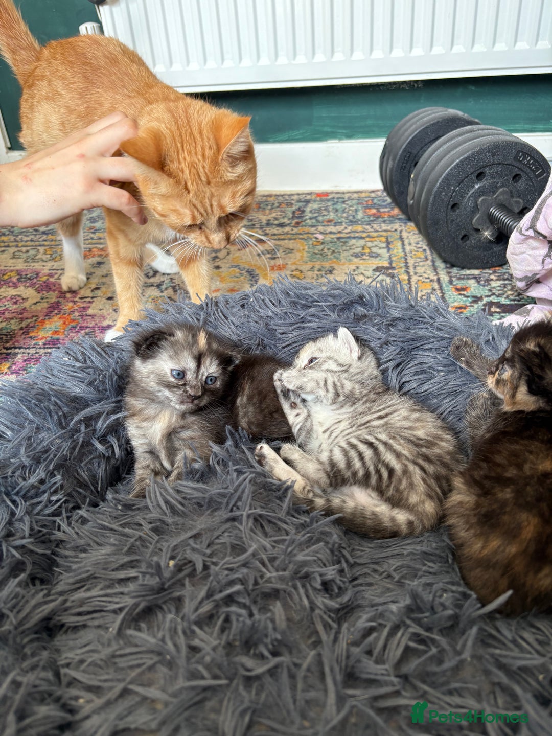 Bengal cats for sale: Beautiful half bengal kittens  - Image 37
