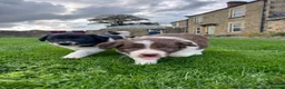 Border Collie dogs for sale: Gorgeous Litter of border collie puppy’s  - Advert 7