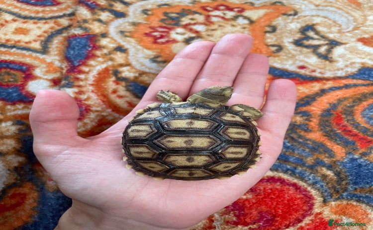 Tortoise reptiles - Advert 1