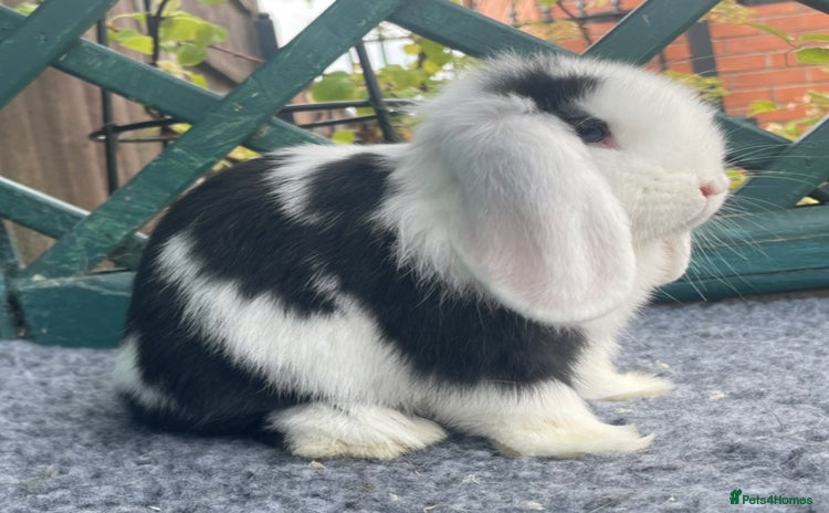 Mini Lop rabbits - Advert 4