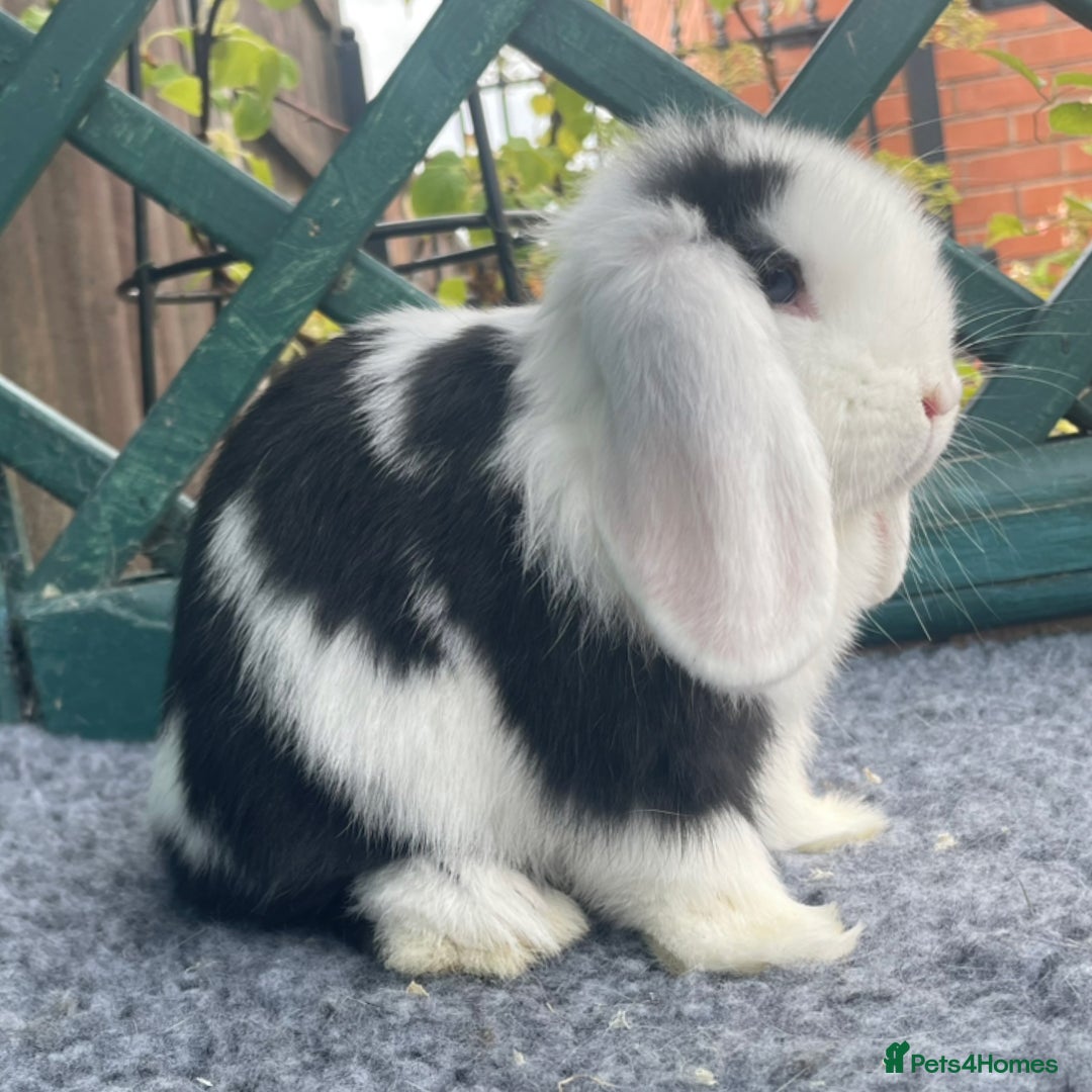 Mini Lop rabbits for sale: Mini Lop Black Extreme Doe - Image 1