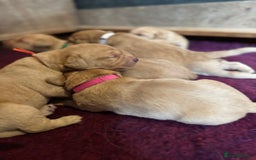 Labrador Retriever dogs for sale: Outstanding KC reg fox red Labrador puppies.  - Image 5