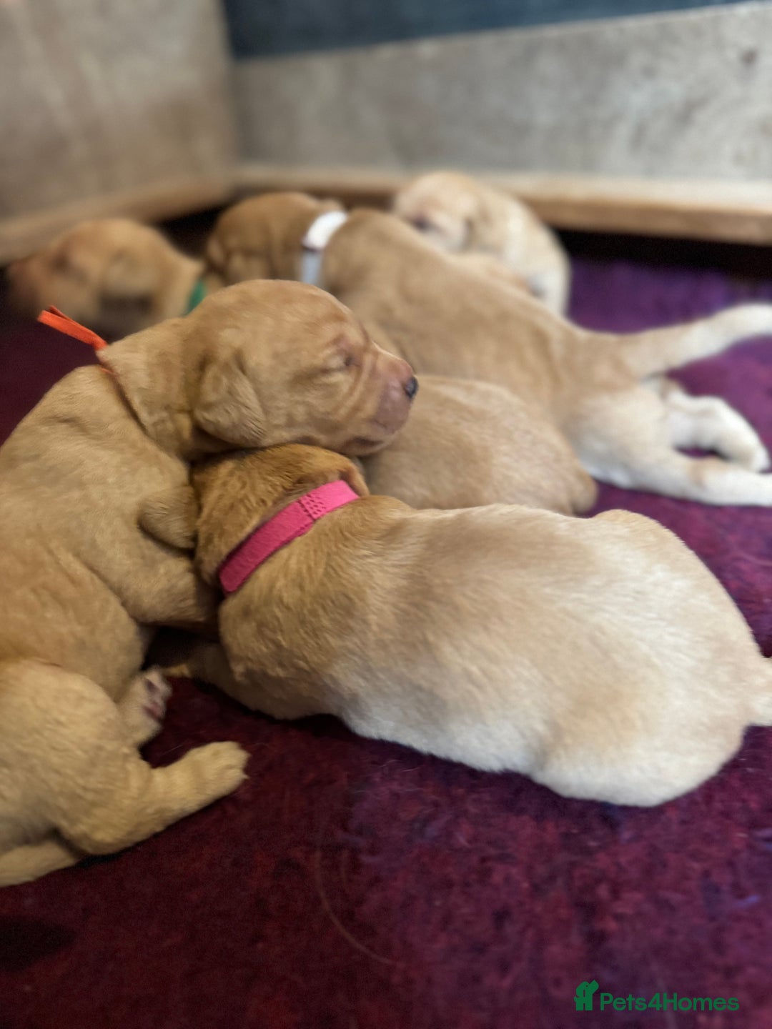 Labrador Retriever dogs for sale: Outstanding KC reg fox red Labrador puppies.  - Image 5