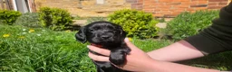 Cocker Spaniel dogs for sale: Meet lady's beautiful cocker spaniel puppies in Nottingham - Advert 17