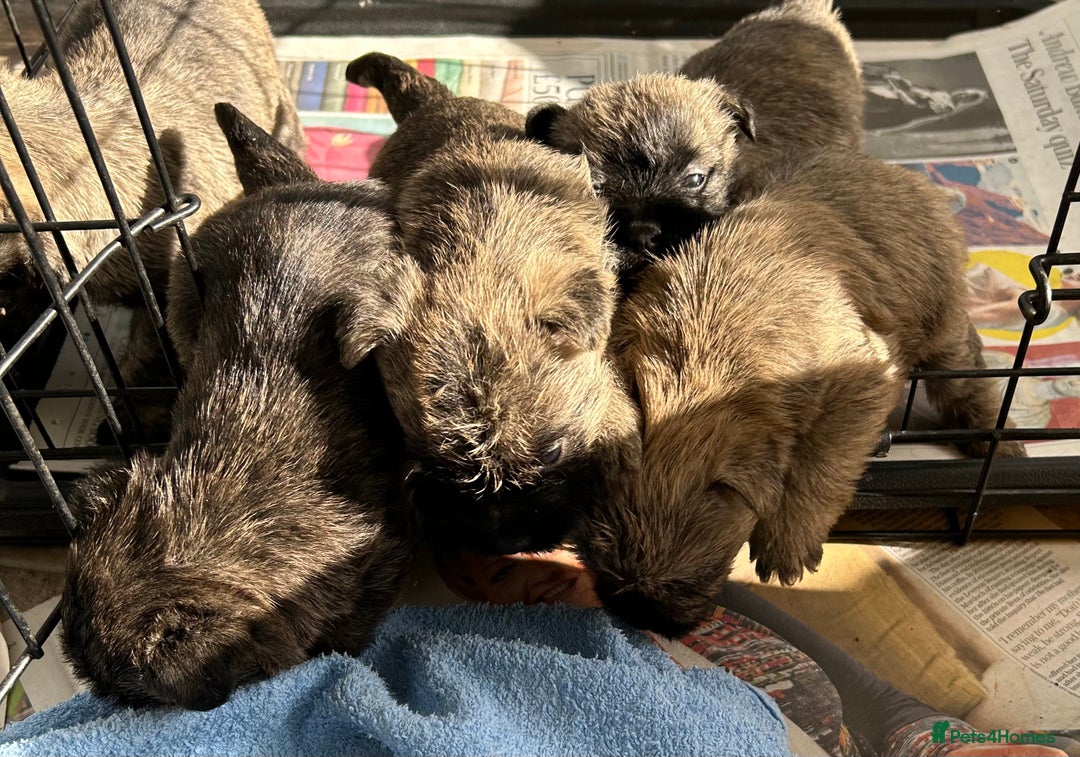 Cairn Terrier dogs for sale: CAIRN TERRIER PUPPIES - Advert 10