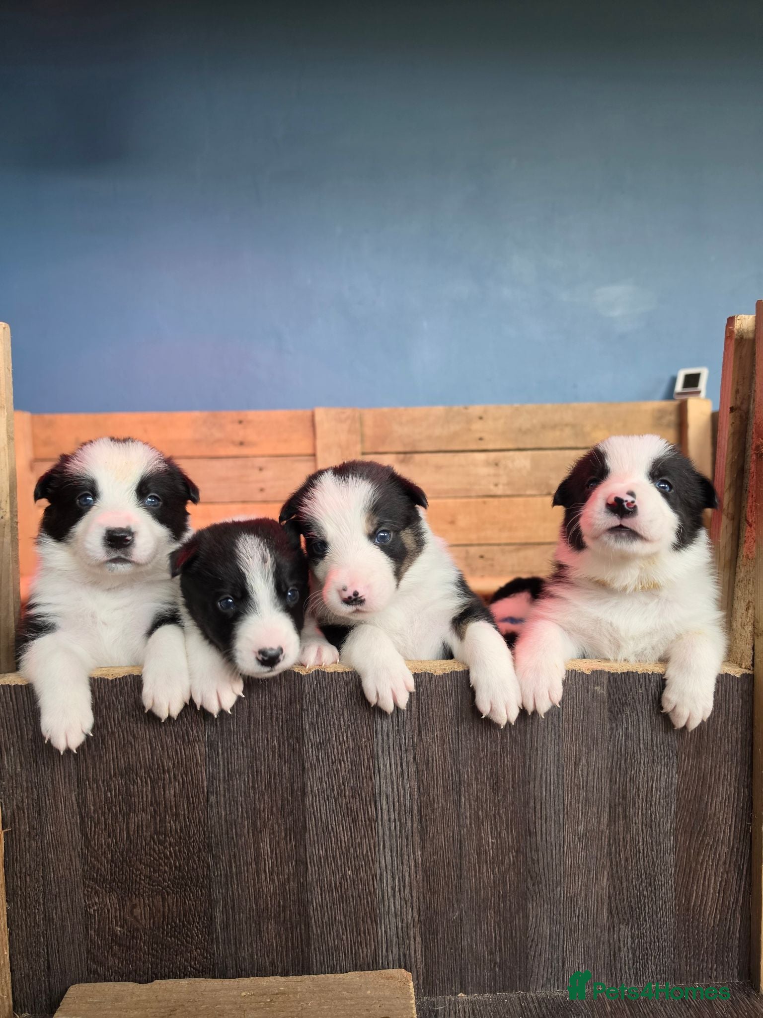 Border Collie dogs 🐾Working Border Collie Puppies–5 Boys & 1 Girl🐾 - Advert 7