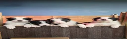 Border Collie dogs for sale: 🐾Working Border Collie Puppies–5 Boys & 1 Girl🐾 - Advert 8