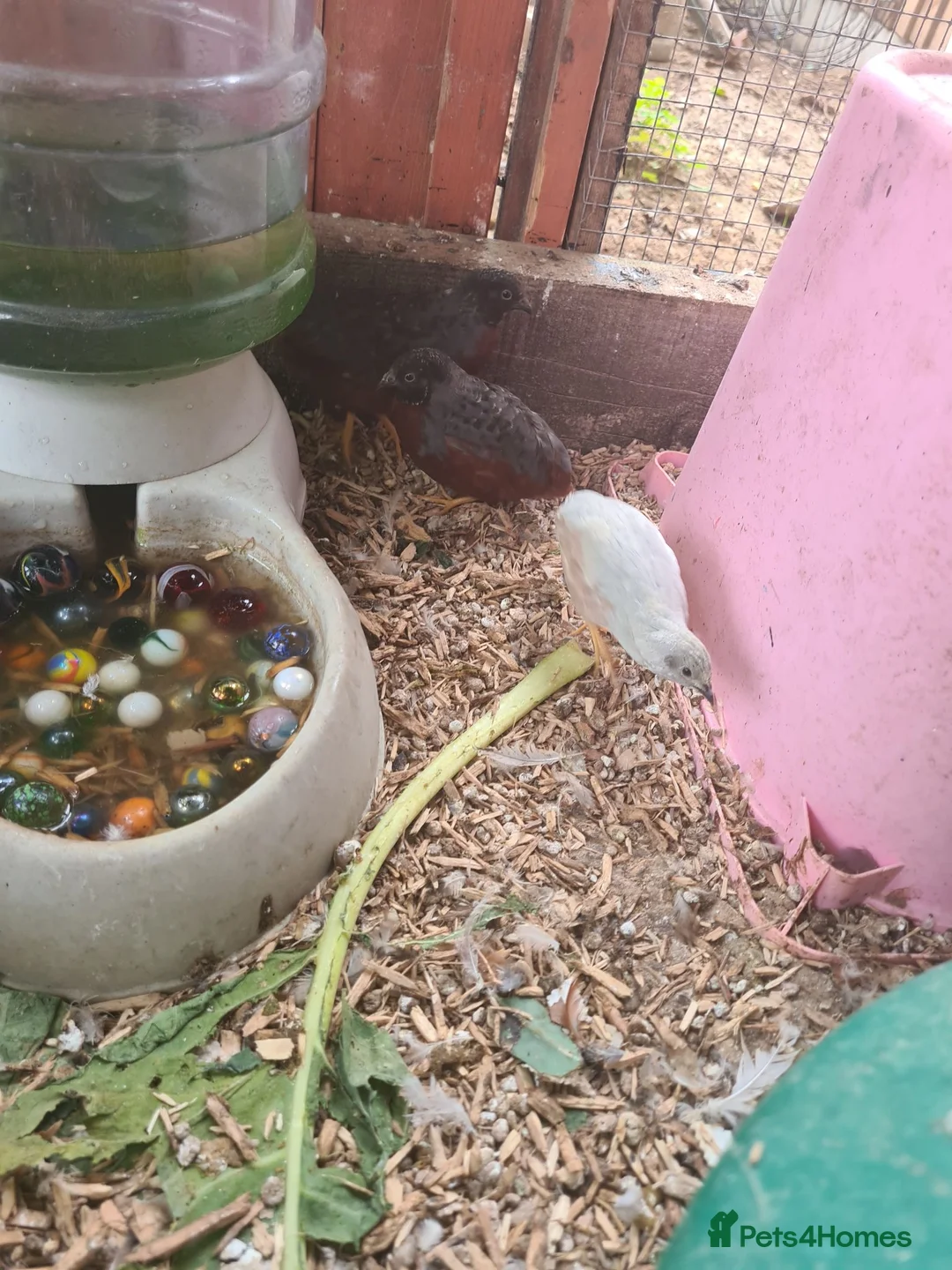 Quail poultry for sale: King quail, button Quail, Chinese painted quail. - Advert 2