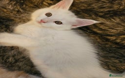 Maine Coon cats for sale: Pure Maine coons fully vaccinated and chipped  - Image 31