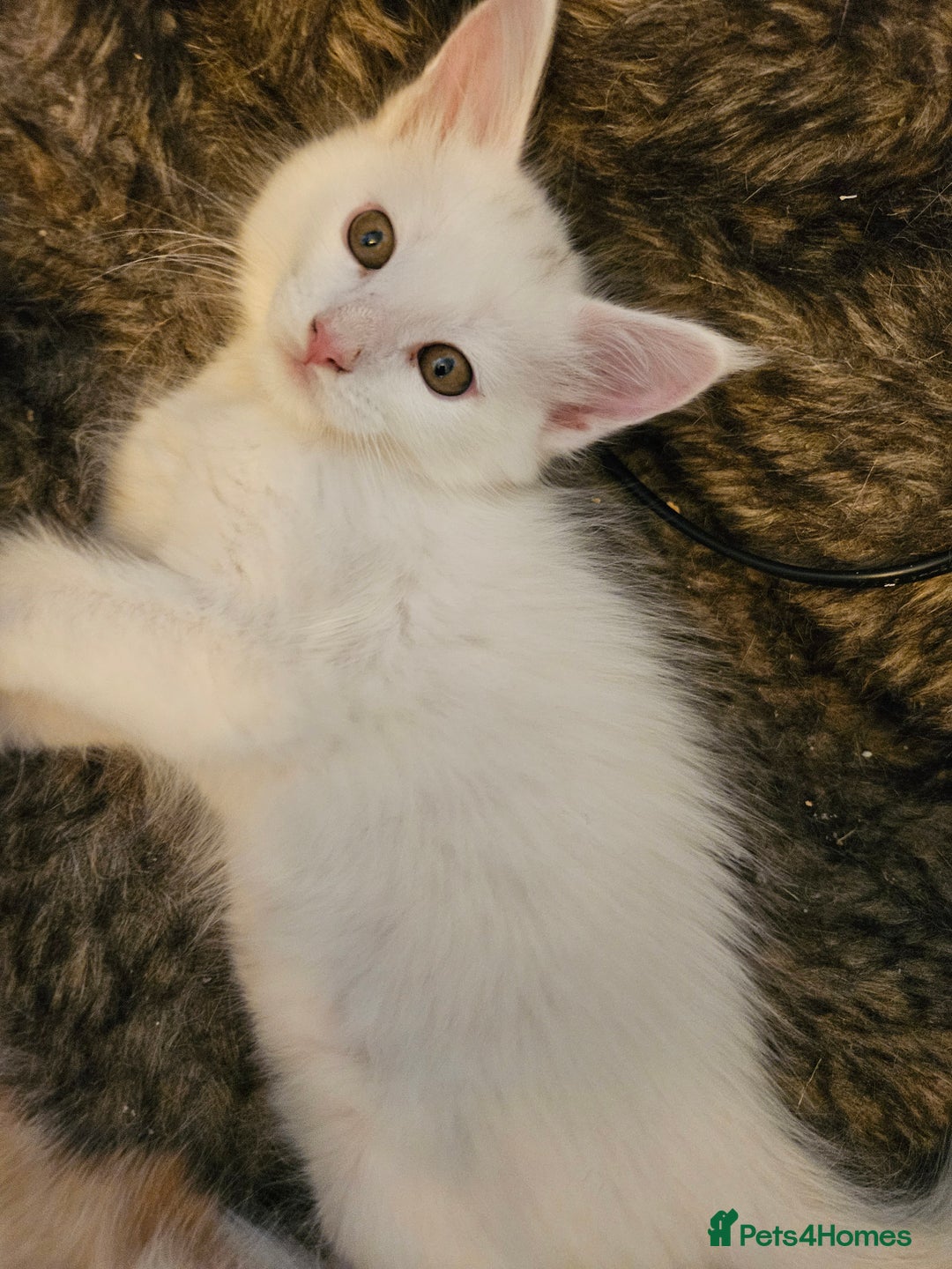 Maine Coon cats for sale: Pure Maine coons fully vaccinated and chipped  - Image 31